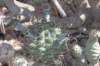 gymnocalyciumschickendantzii_small.jpg
