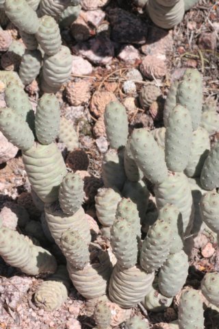 tephrocactusstrobiliformis.jpg