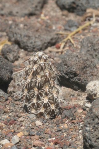 pterocactusfischeri.jpg