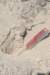 pterocactusfischeri2_small.jpg