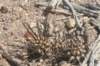 pterocactusaustralis2_small.jpg