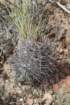 austrocactusbertinii2_small.jpg