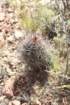 austrocactusbertinii_small.jpg