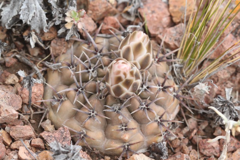 gymnocalyciumgibbosumvarchubutense2.jpg