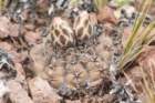 gymnocalyciumgibbosumvarchubutense3_small.jpg