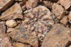 gymnocalyciumgibbosumvarchubutense4_small.jpg