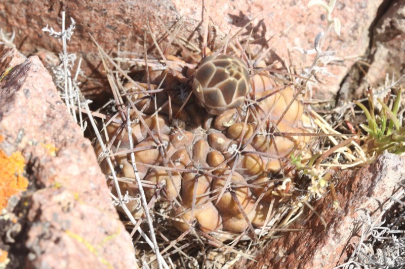gymnocalyciumgibbosumvarchubutense5.jpg