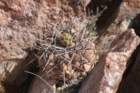 gymnocalyciumgibbosumvarchubutense6_small.jpg