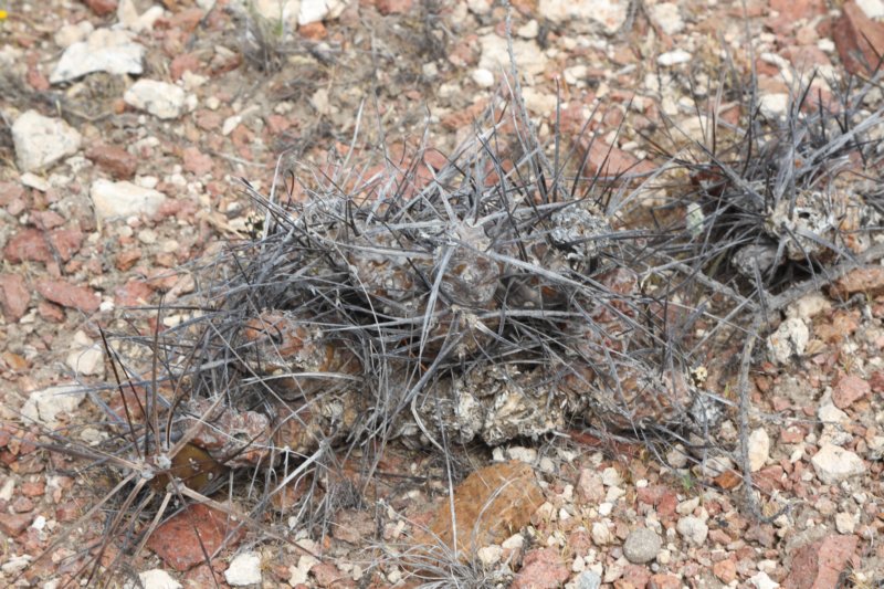 maihueniopsisdarwinii.jpg