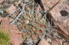 notocactussubmammulosus2_small.jpg