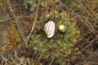 gymnocalyciumgibbosum2_small.jpg
