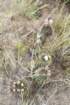 gymnocalyciumgibbosum4_small.jpg
