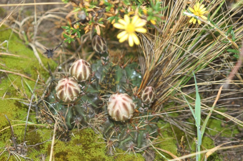 gymnocalyciumgibbosum5.jpg