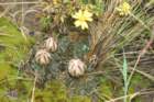 gymnocalyciumgibbosum5_small.jpg