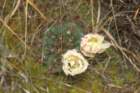 gymnocalyciumgibbosum6_small.jpg