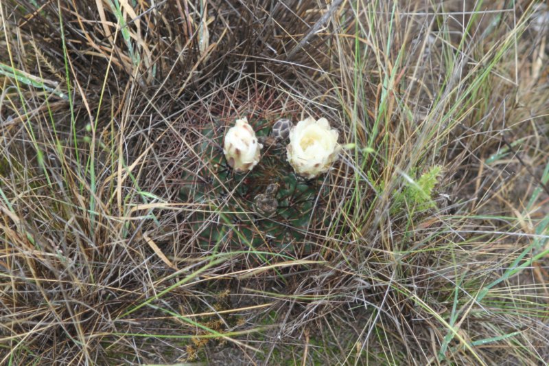 gymnocalyciumgibbosum7.jpg