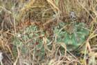 gymnocalyciumgibbosum8_small.jpg