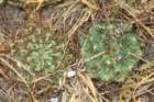 gymnocalyciumgibbosum9_small.jpg