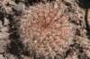 parodiamicrosperma2_small.jpg