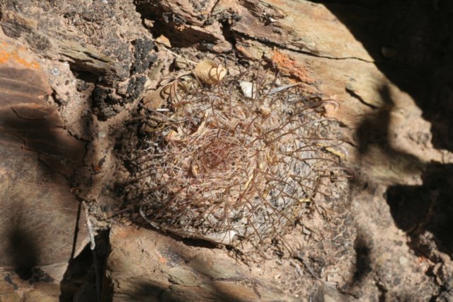 parodiamicrosperma2.jpg