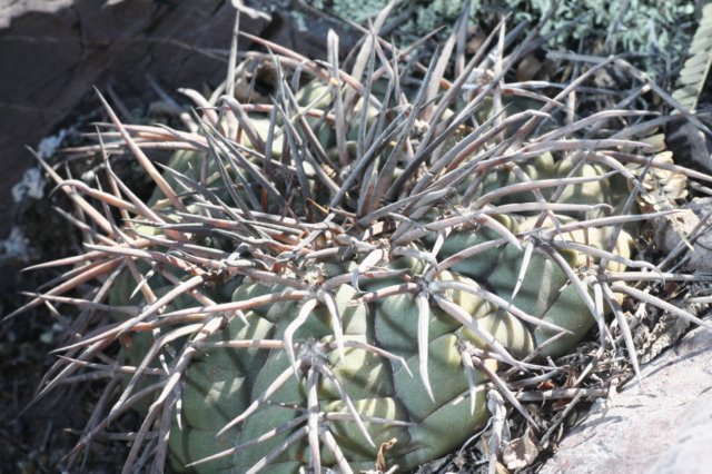 gymnocalyciumspegazzinii.jpg