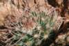 parodiamicrosperma_small.jpg