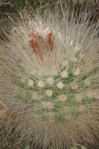 parodiapenicillata.jpg