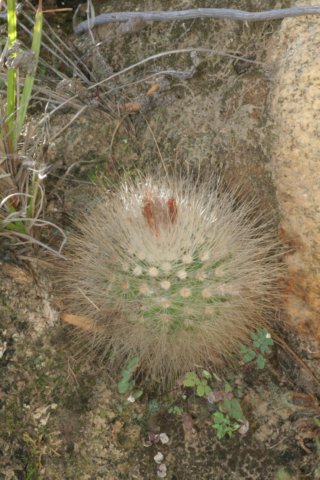 parodiapenicillata2.jpg