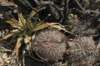 acanthocalyciumthionanthum2_small.jpg