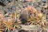 acanthocalyciumthionanthum3_small.jpg
