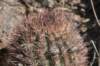 acanthocalyciumthionanthum_small.jpg