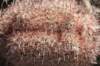 parodiamicrosperma2_small.jpg
