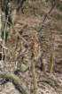 cleistocactusbaumannii2_small.jpg
