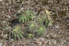 echinopsisalbispinosa2_small.jpg