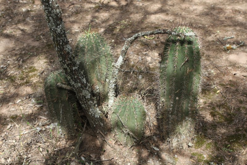 echinopsisleucantha.jpg