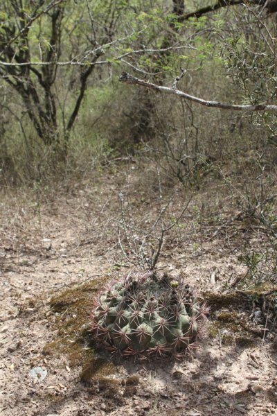 gymnocalyciumsaglionis2.jpg