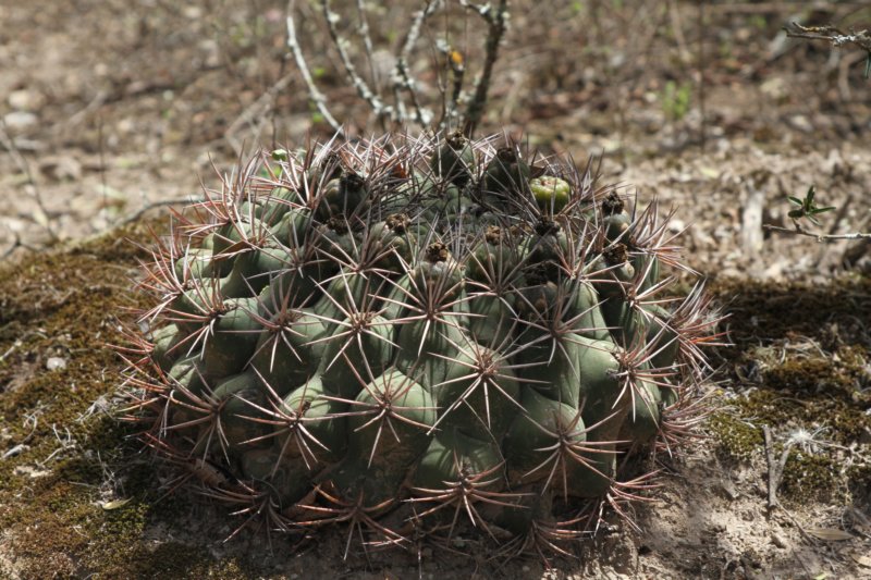 gymnocalyciumsaglionis3.jpg