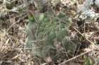 gymnocalyciumsaglionis_small.jpg