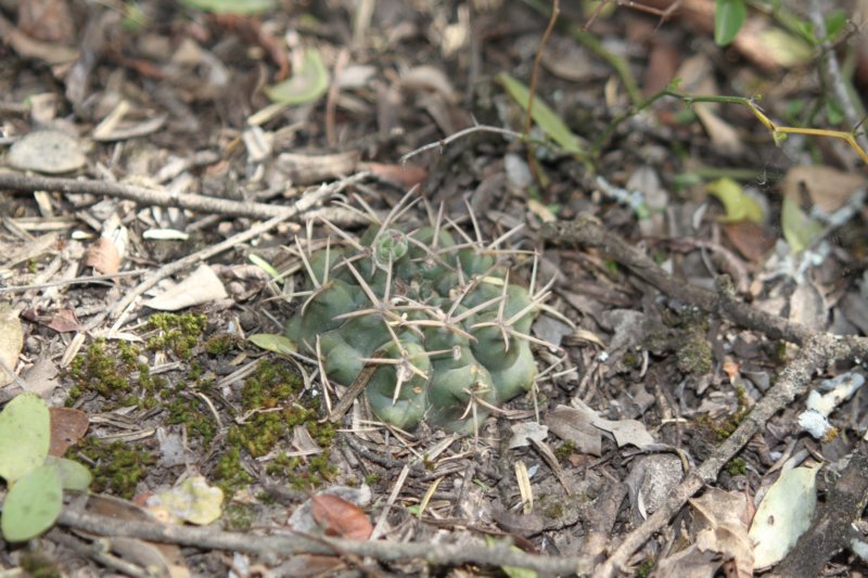 gymnocalyciumschickendantziivardelaetii2.jpg