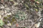gymnocalyciumschickendantziivardelaetii2_small.jpg