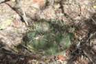 gymnocalyciumschickendantziivardelaetii_small.jpg
