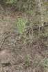 salmiopuntiasalmianasalmonopuntia_small.jpg