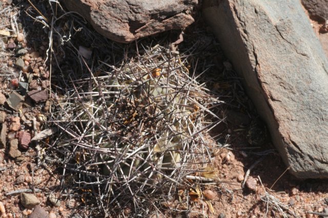 acanthocalyciumthionanthum2.jpg