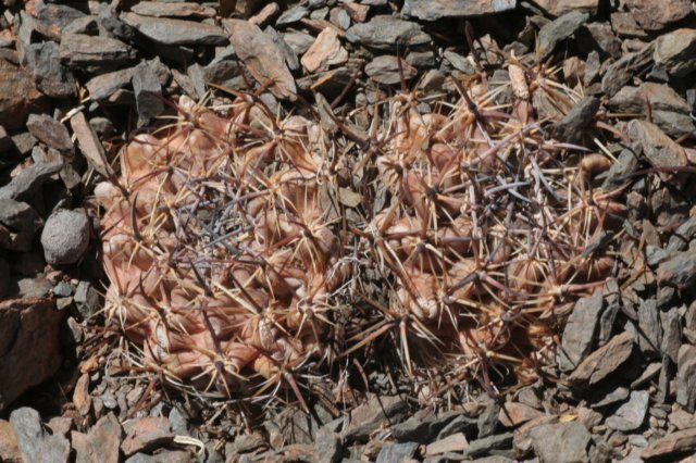 lobiviachrysantha.jpg