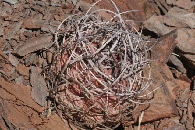 lobiviachrysantha2.jpg