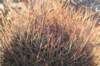 soeherensisformosavarkorethroides_small.jpg