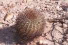 acanthocalyciumthionanthum2_small.jpg
