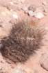 acanthocalyciumthionanthum_small.jpg