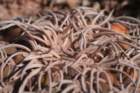 gymnocalyciumspegazzinii_small.jpg