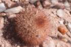 parodiamicrosperma_small.jpg